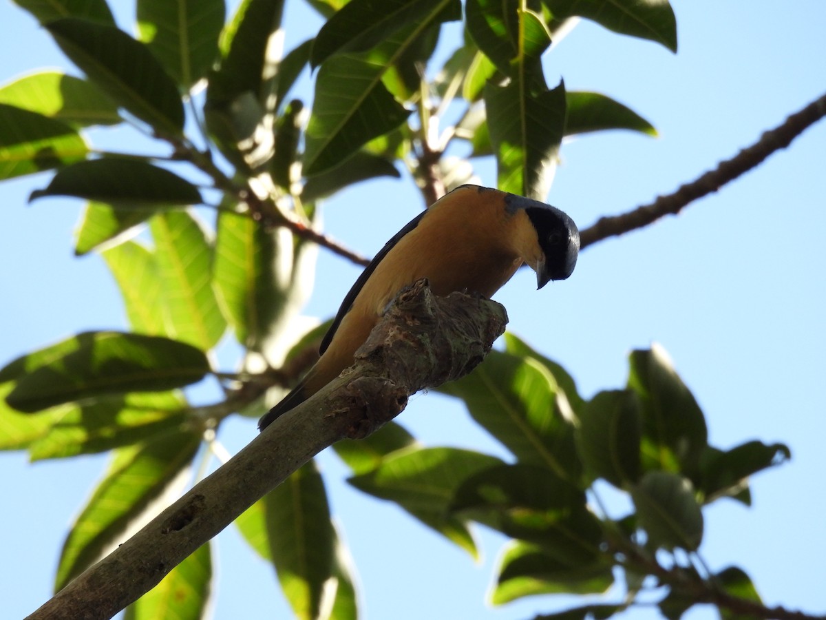 Fawn-breasted Tanager - ML620490765