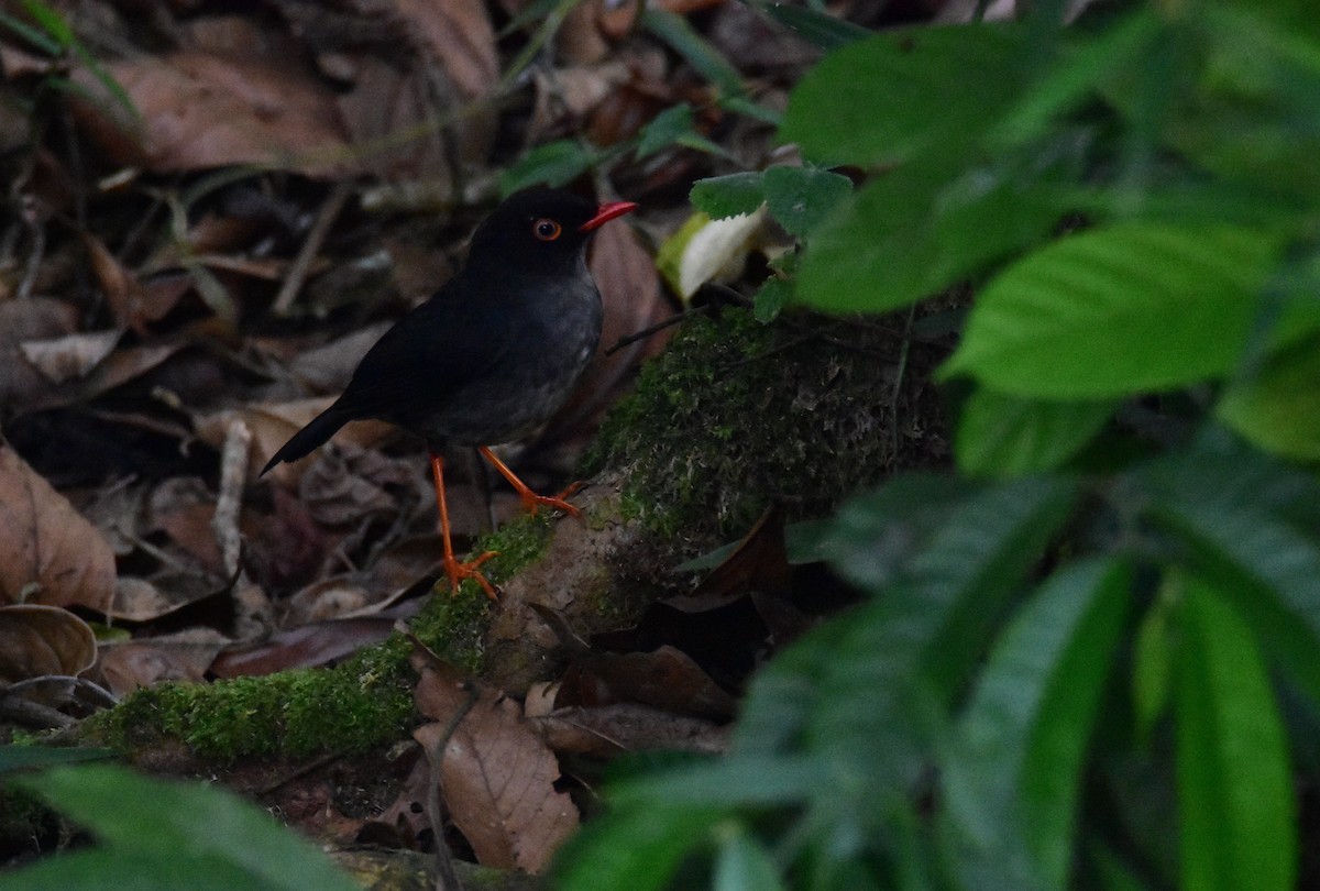 Slaty-backed Nightingale-Thrush - ML620490766