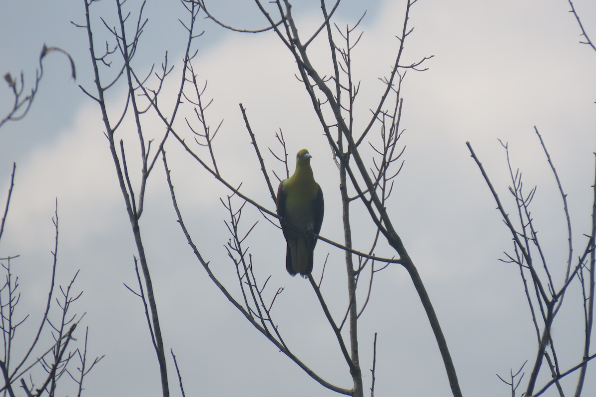 White-bellied Green-Pigeon - ML620490767