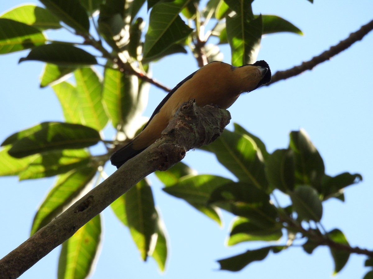 Fawn-breasted Tanager - ML620490768