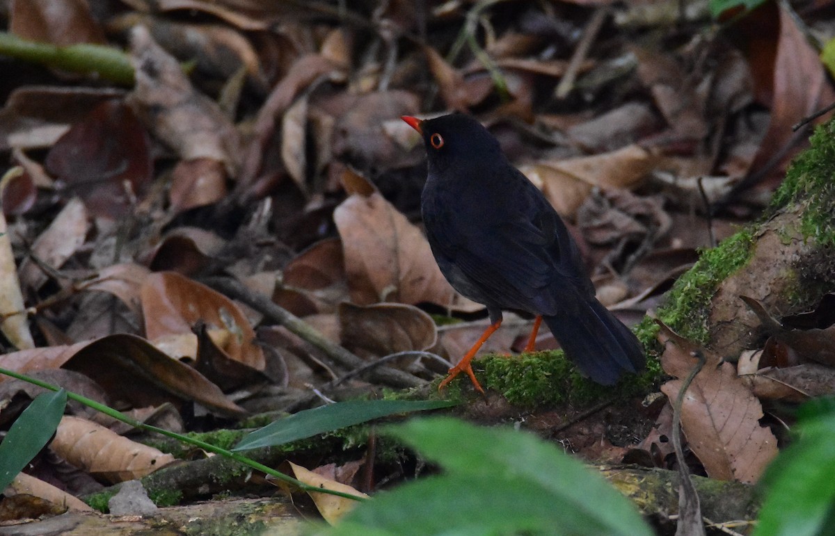 Slaty-backed Nightingale-Thrush - ML620490771