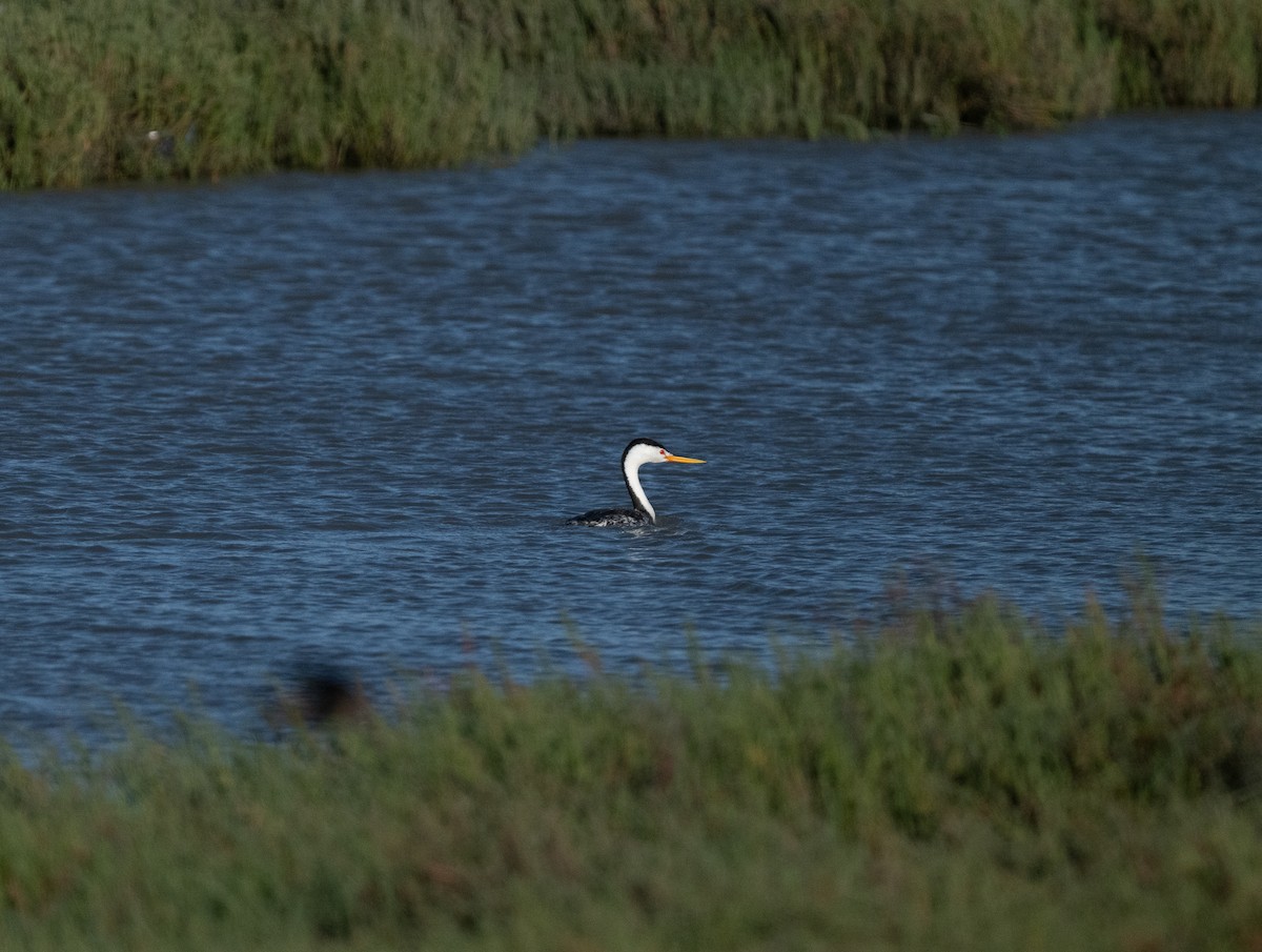 Clark's Grebe - Nicholas Pino