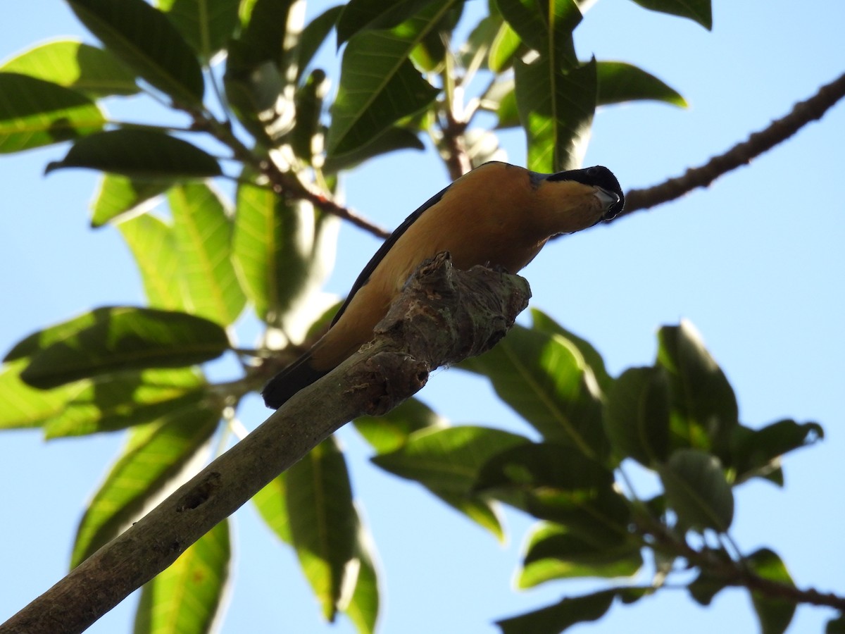 Fawn-breasted Tanager - ML620490773