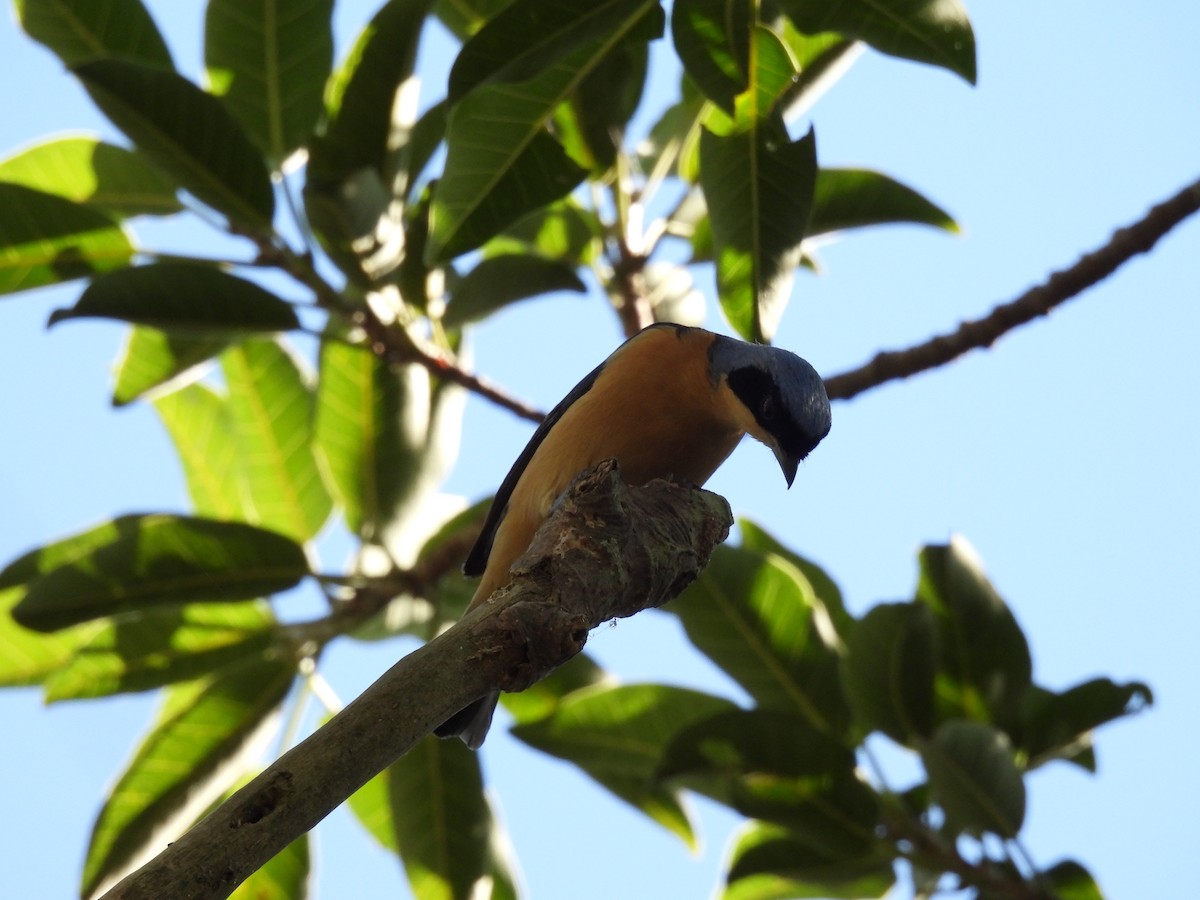 Fawn-breasted Tanager - ML620490777