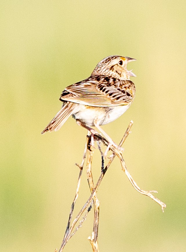 Grasshopper Sparrow - ML620490783