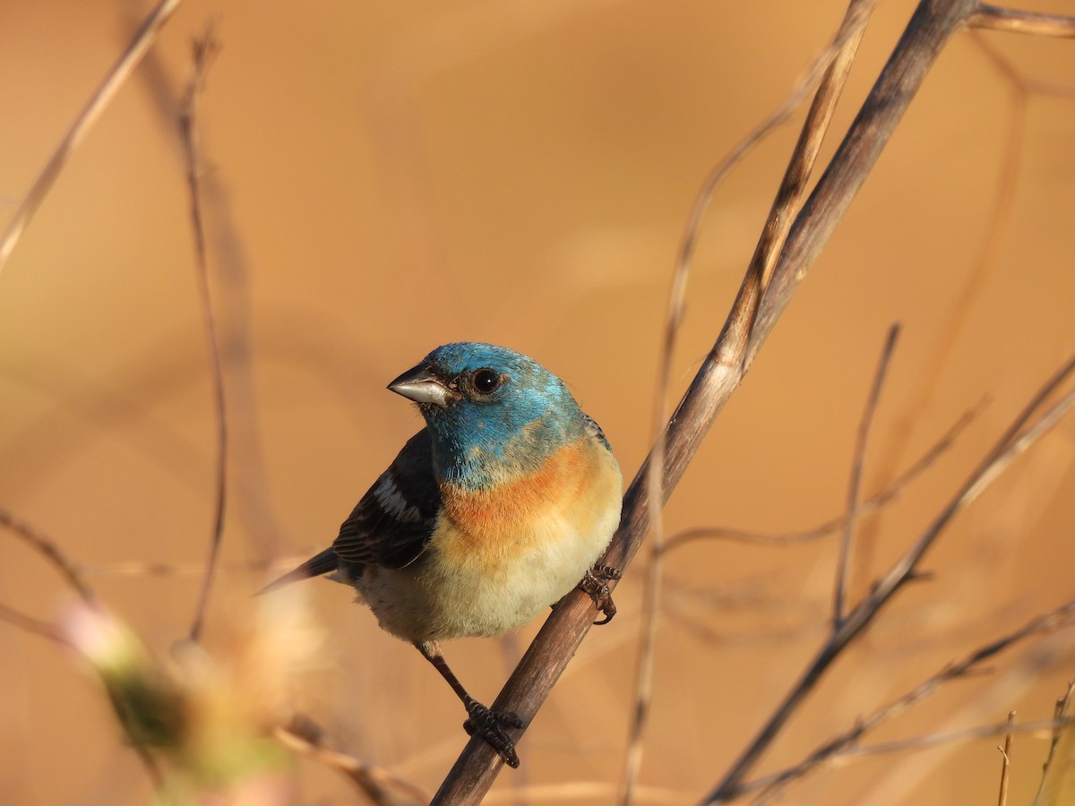 Lazuli Bunting - ML620490784