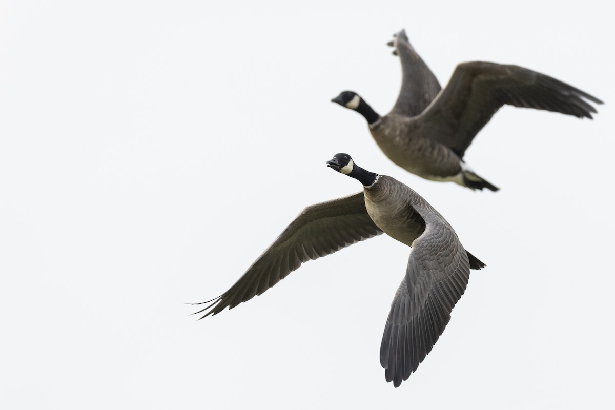 Cackling Goose (Aleutian) - ML620490793