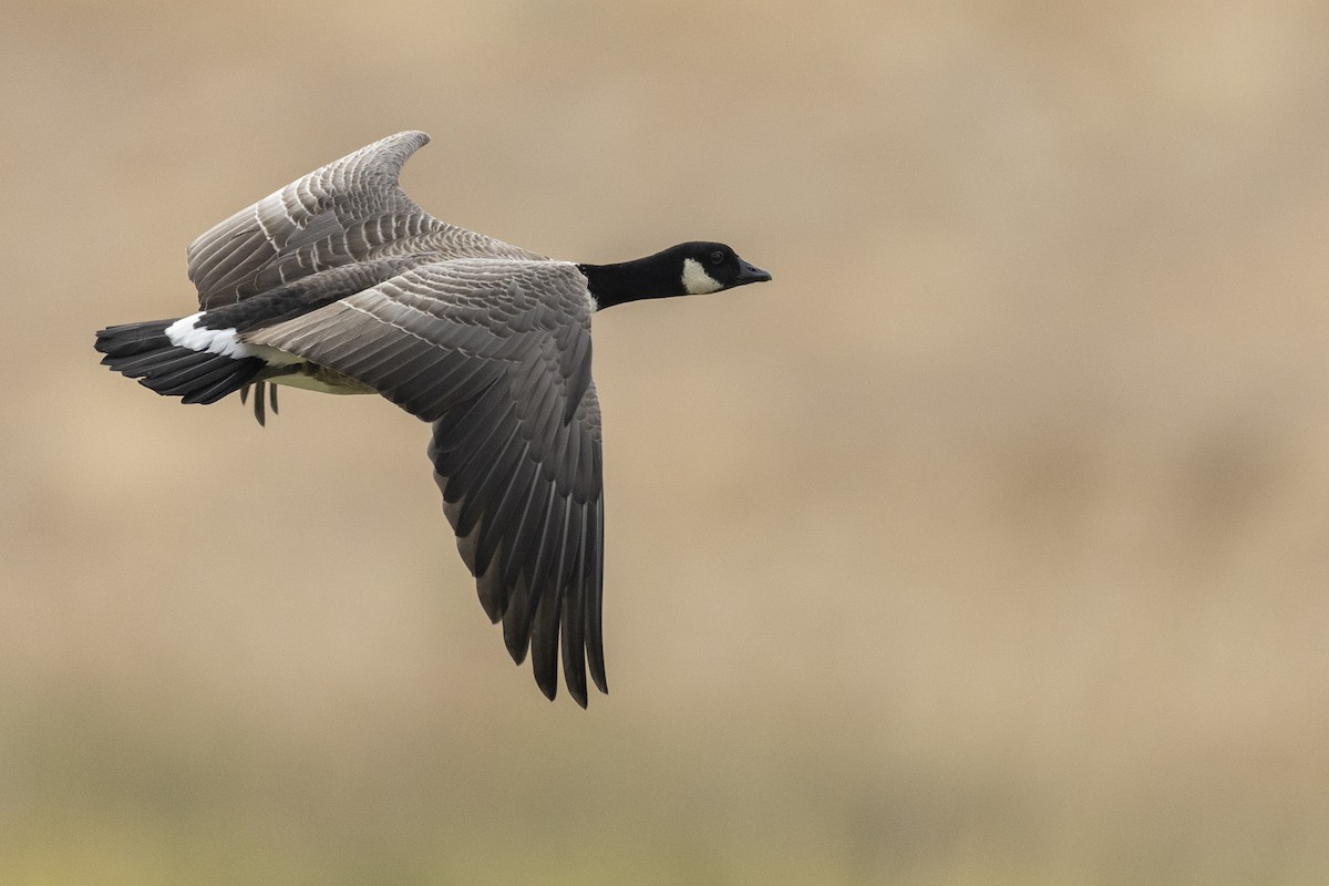 Cackling Goose (Aleutian) - ML620490794