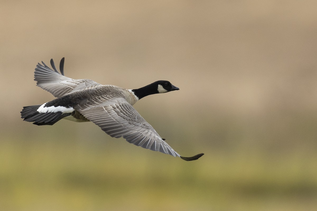 Barnacla Canadiense Chica (leucopareia) - ML620490795