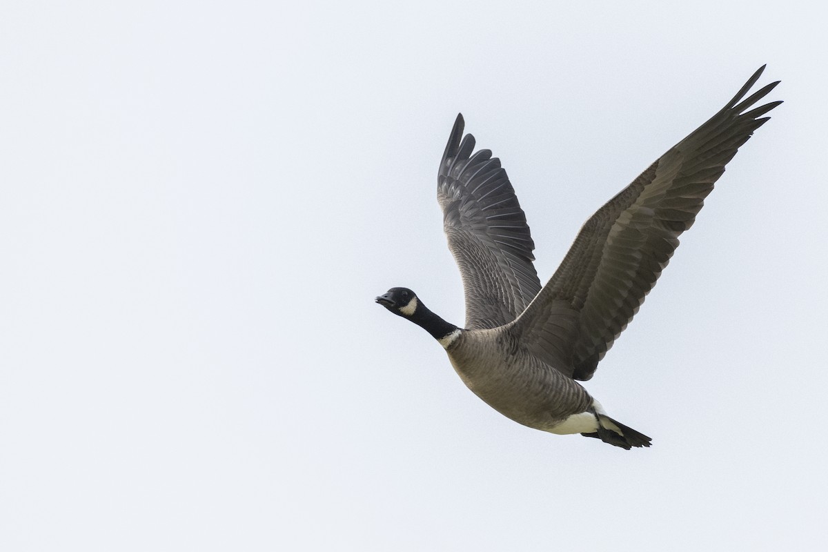 Cackling Goose (Aleutian) - ML620490798