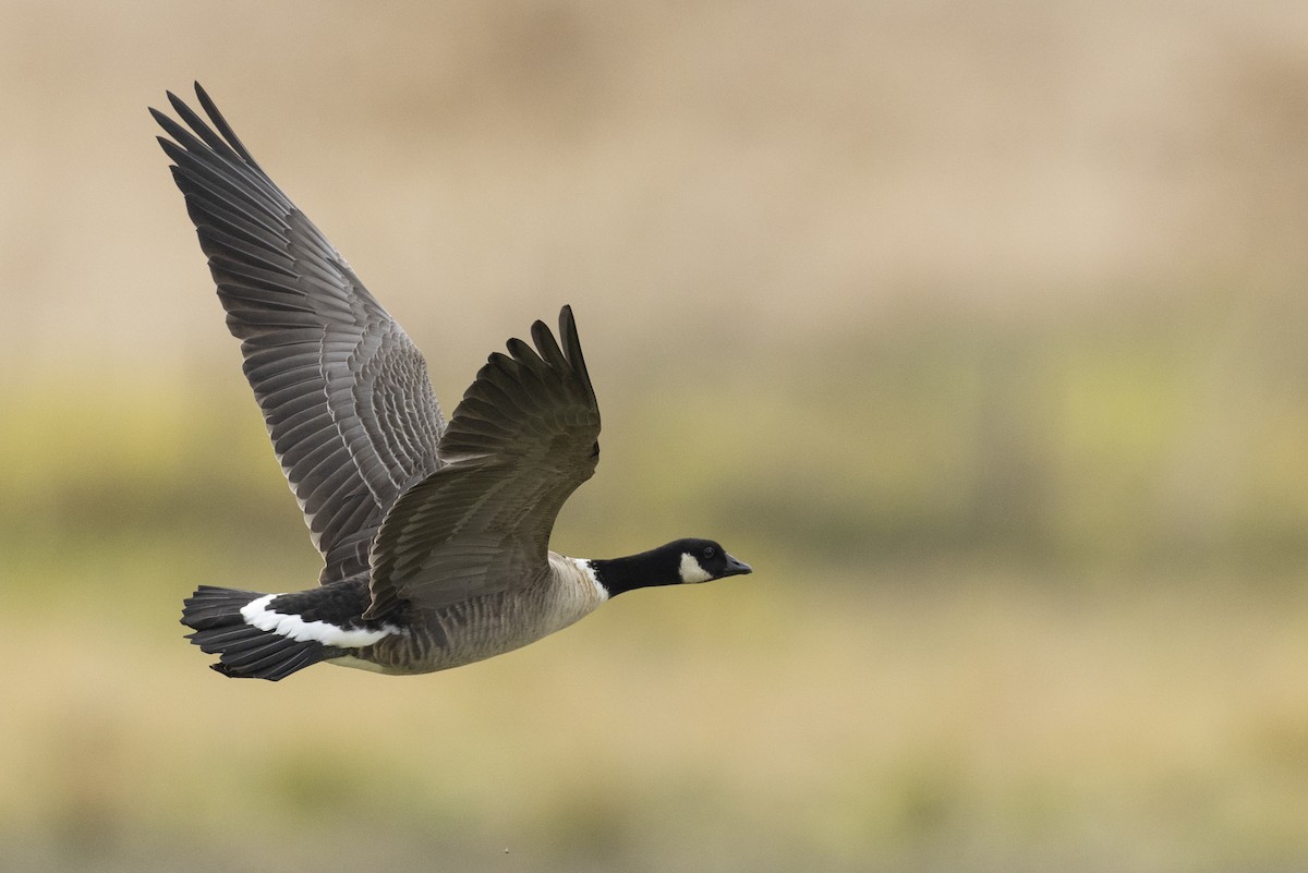 Barnacla Canadiense Chica (leucopareia) - ML620490799