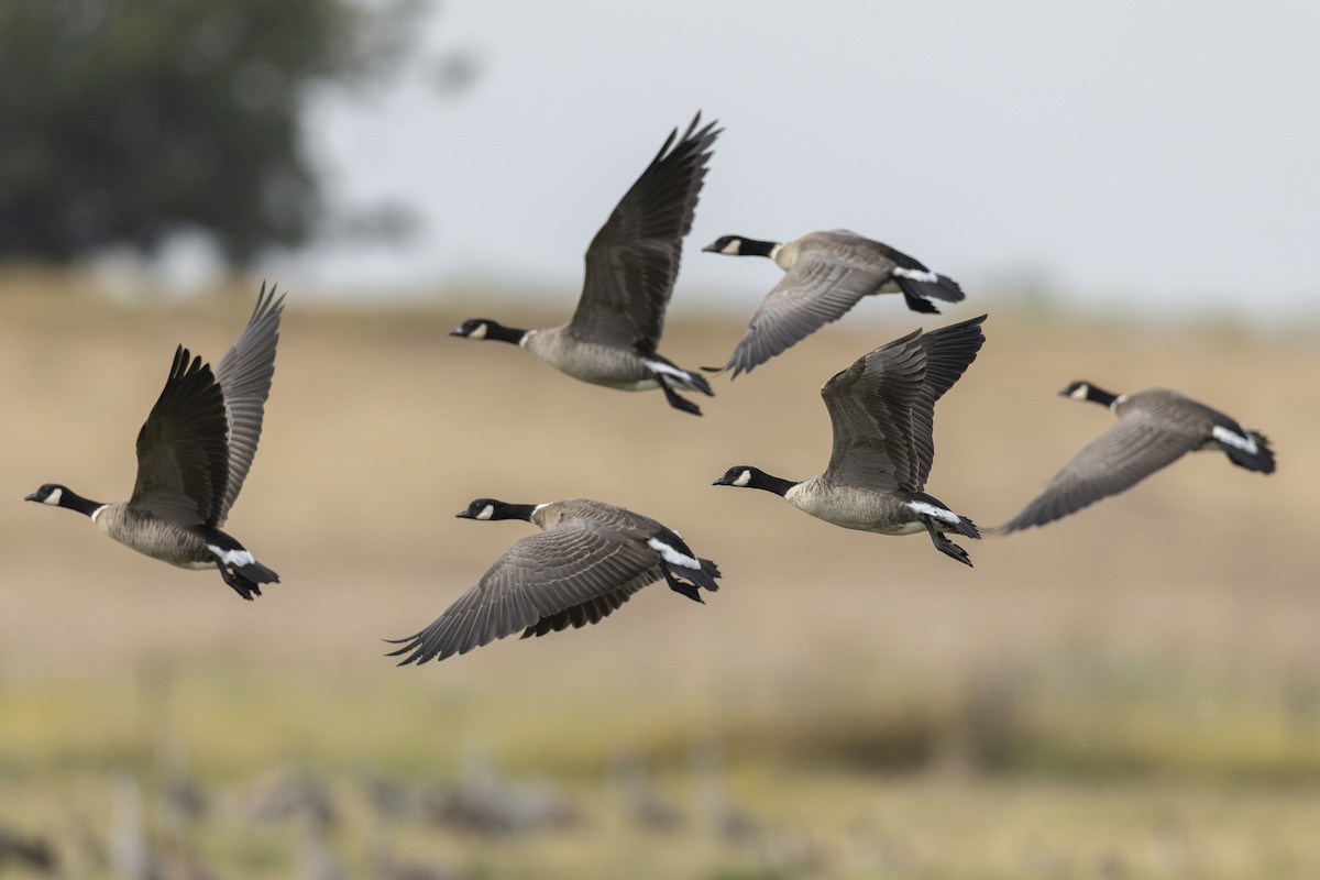 Cackling Goose (Aleutian) - ML620490804