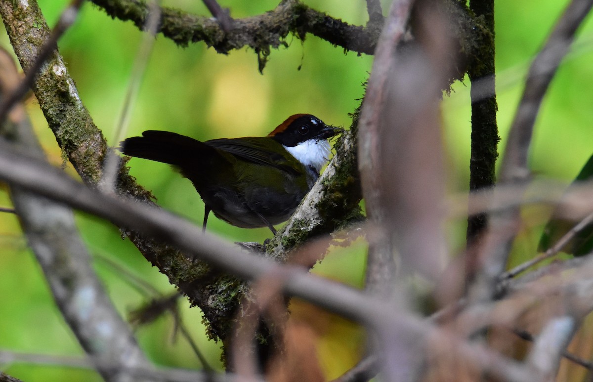 Chestnut-capped Brushfinch - ML620490806