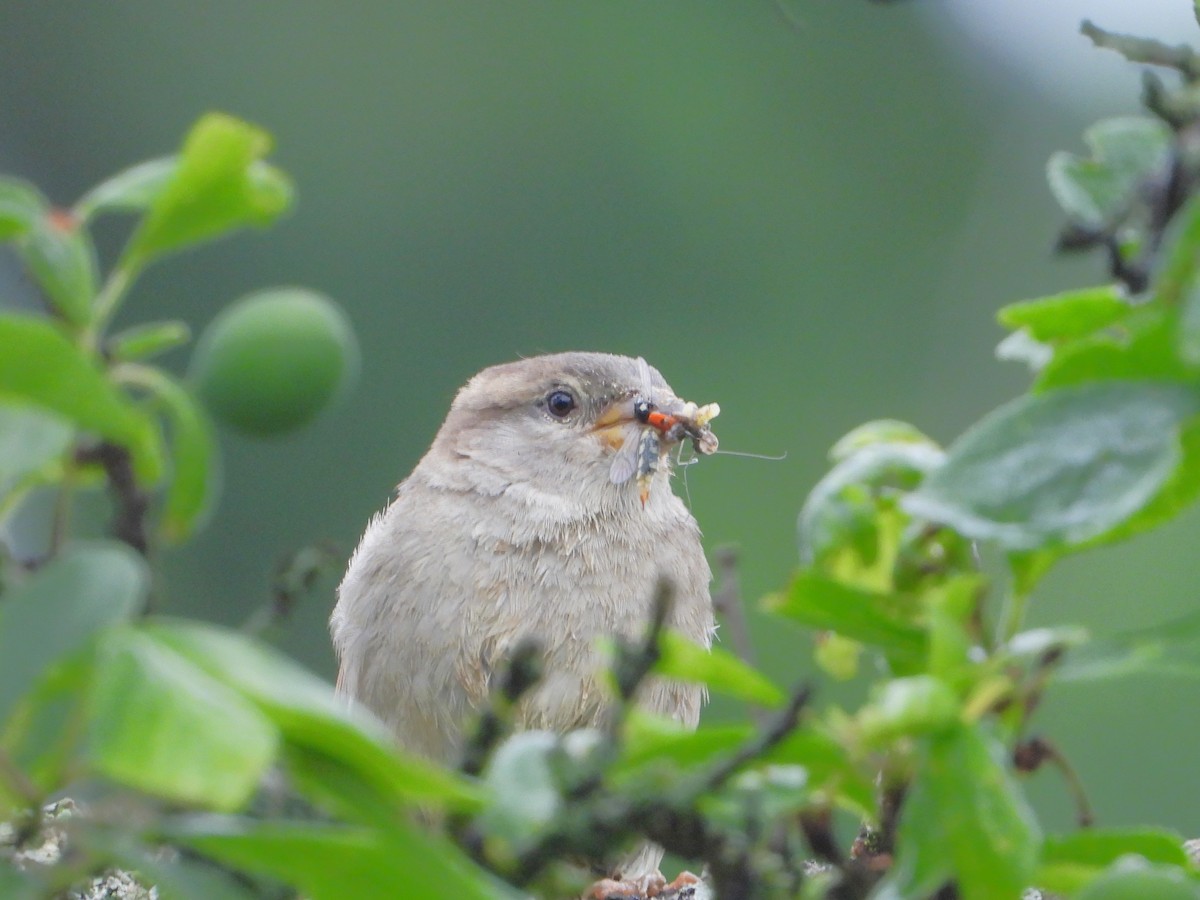 Moineau domestique - ML620490810