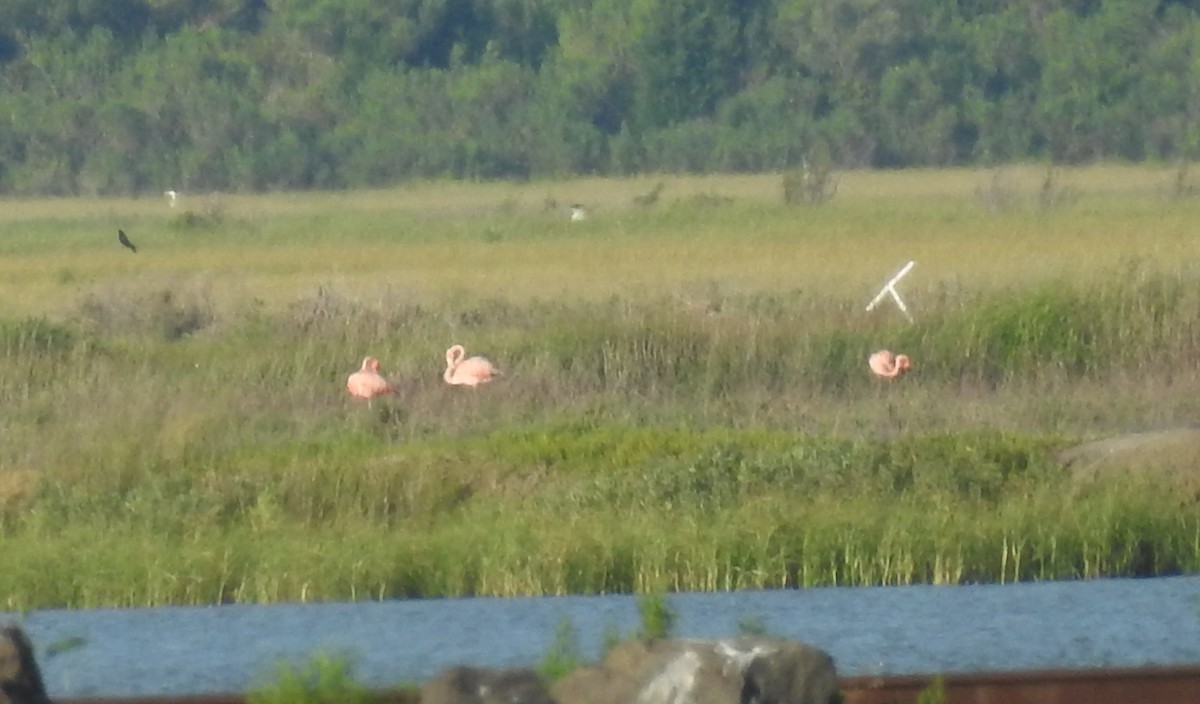 American Flamingo - ML620490813