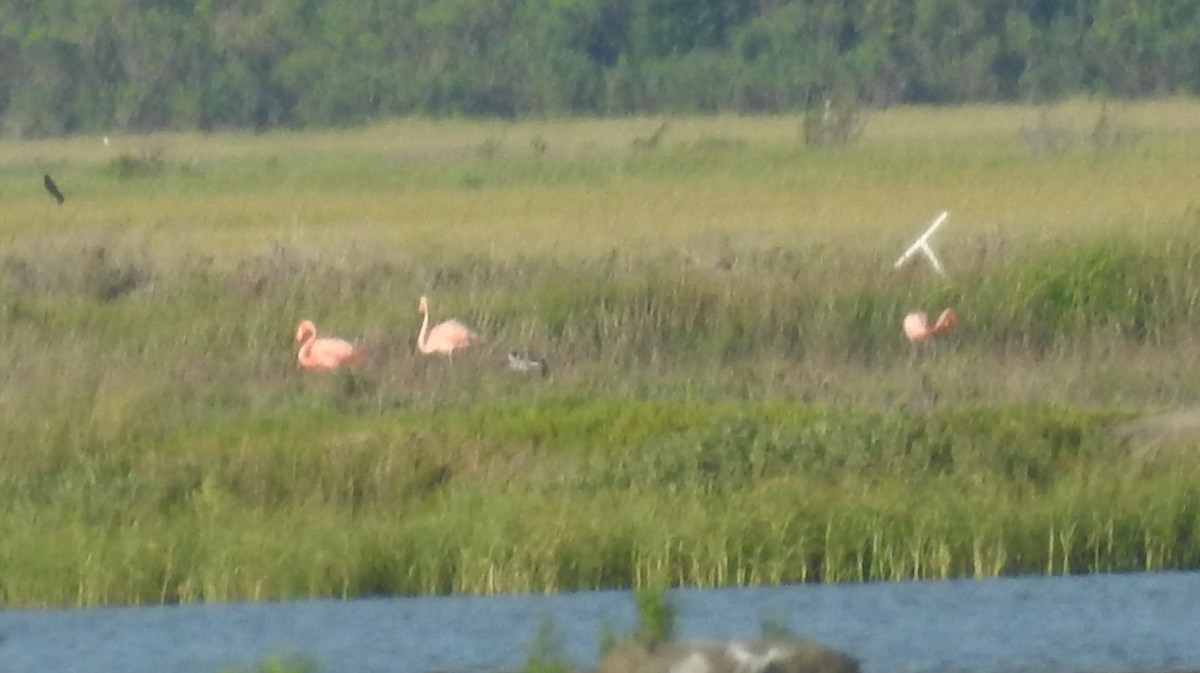 American Flamingo - ML620490814