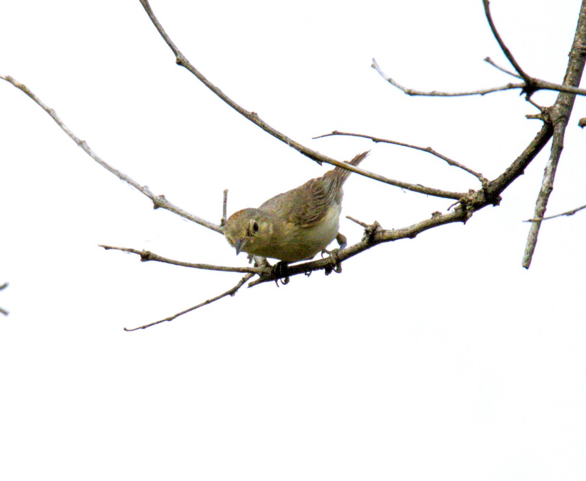 Lucy's Warbler - ML620490818