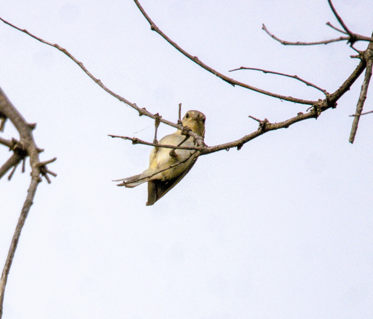 Lucy's Warbler - ML620490819