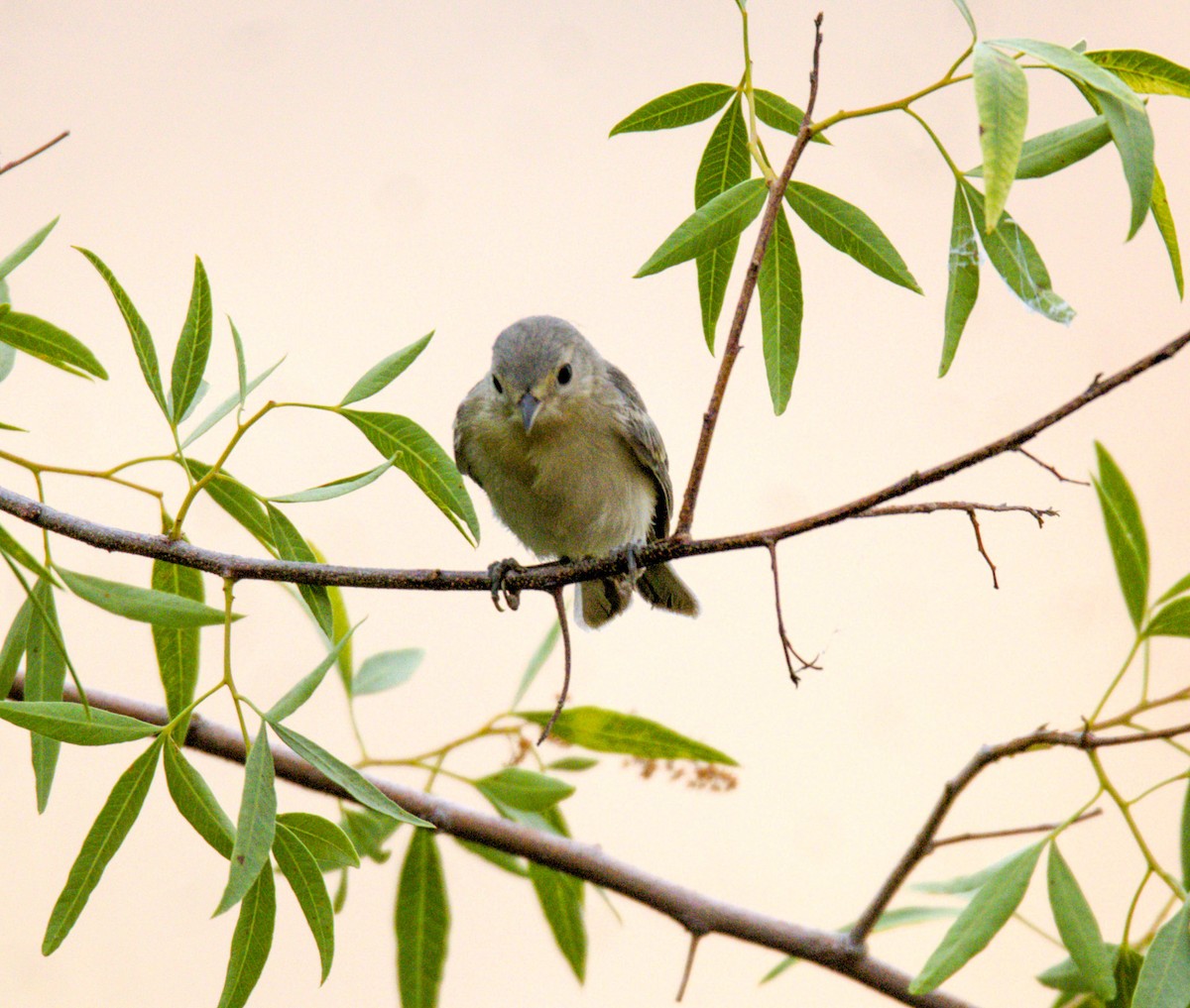 Lucy's Warbler - ML620490820