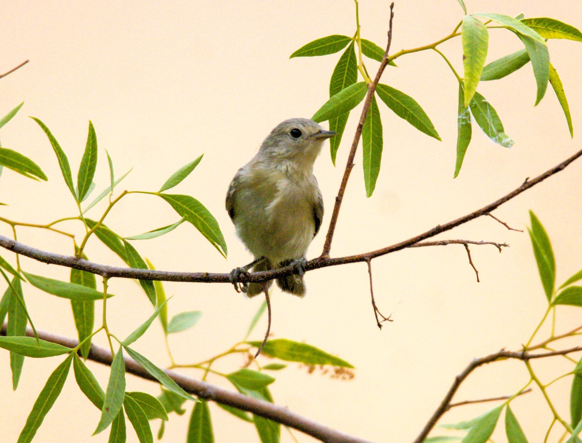 Lucy's Warbler - ML620490821