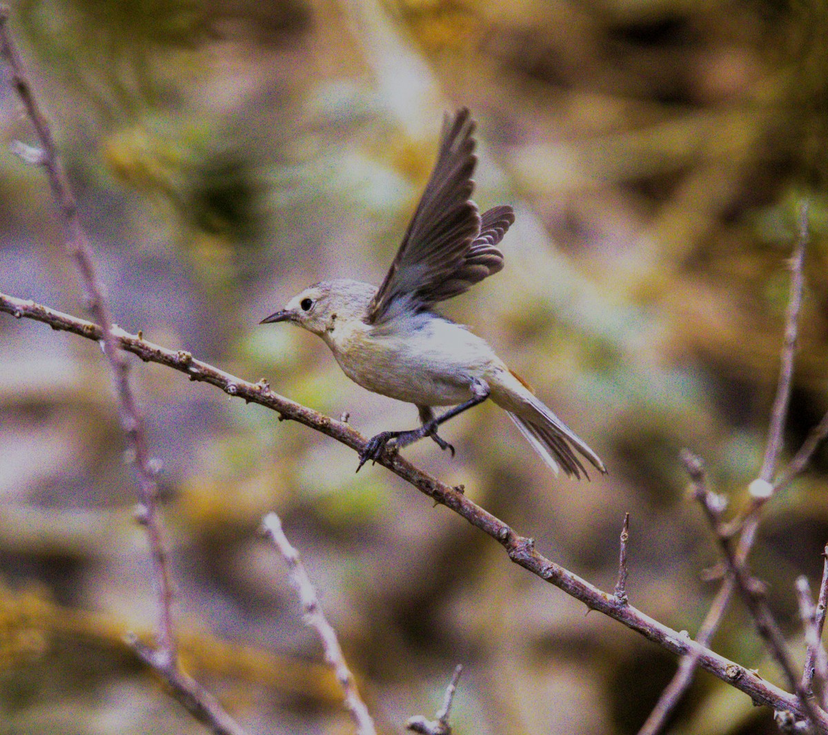 Lucy's Warbler - ML620490822