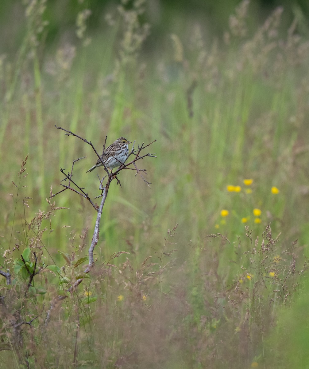 Savannah Sparrow - ML620490830