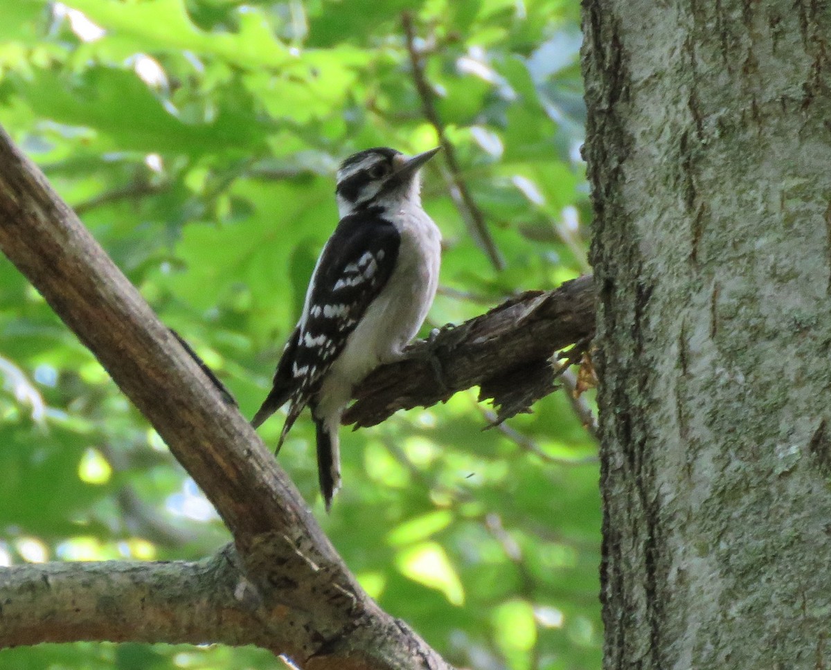 Downy Woodpecker - ML620490833