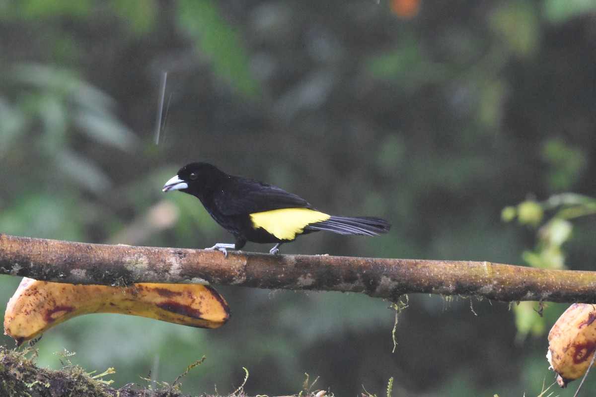 Flame-rumped Tanager - ML620490839