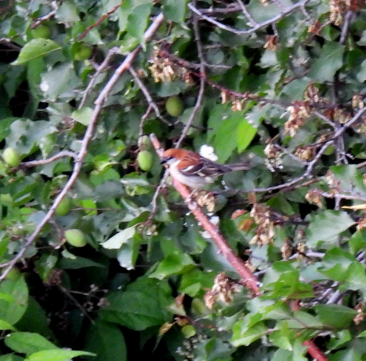 Russet Sparrow - ML620490841