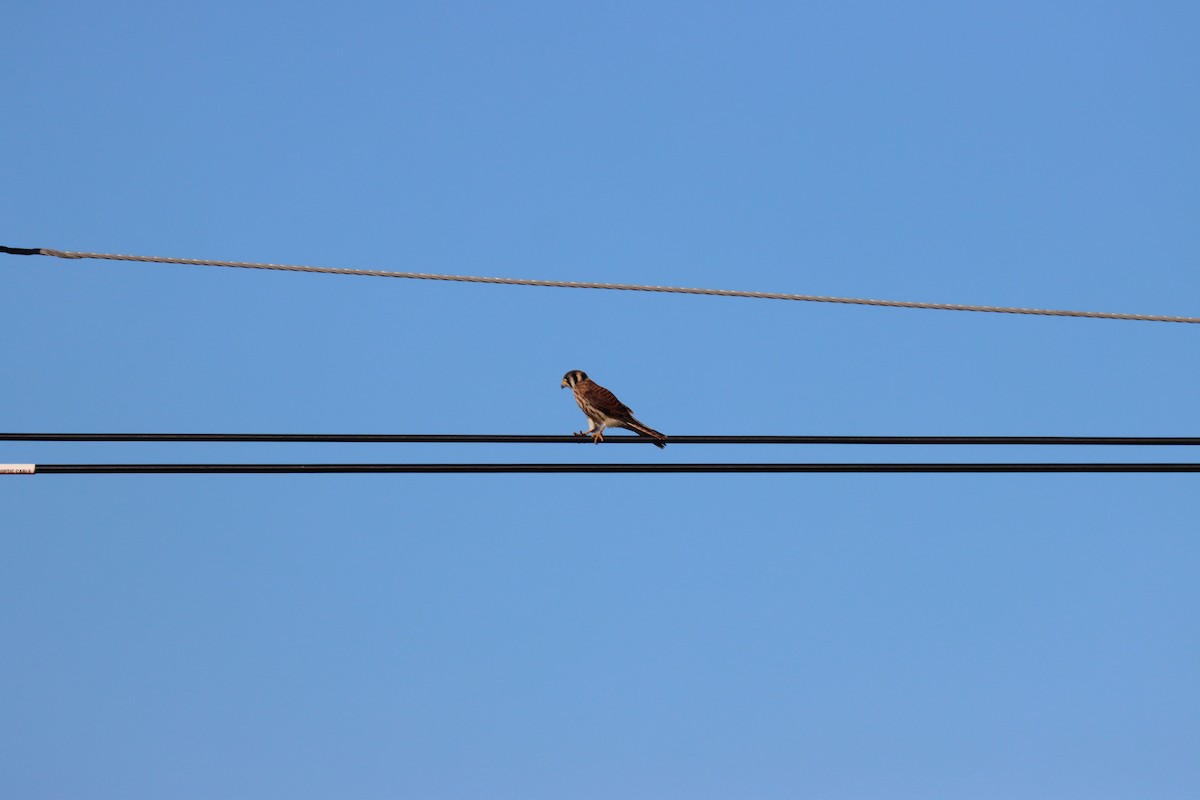 American Kestrel - ML620490852