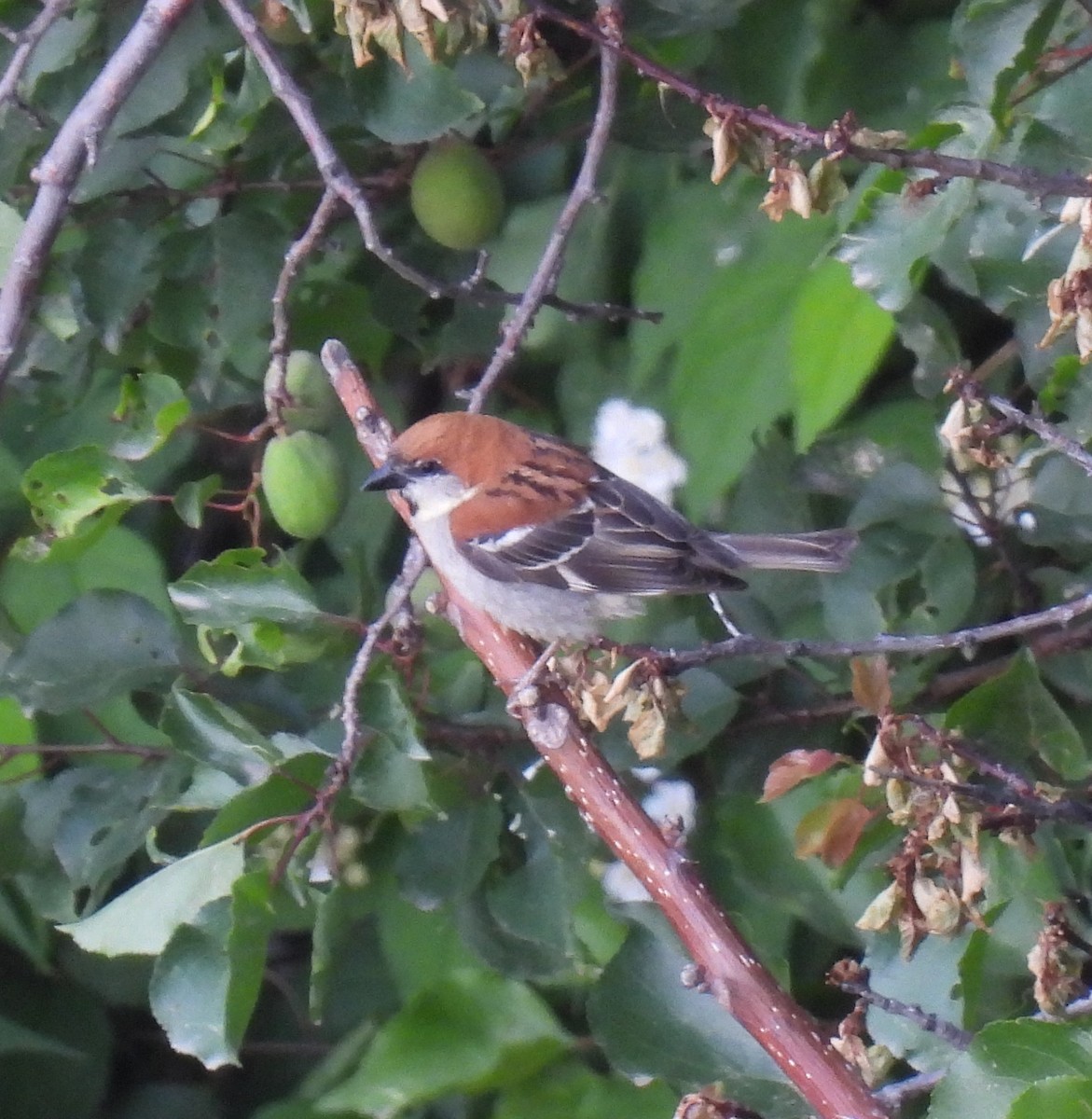 Russet Sparrow - ML620490853