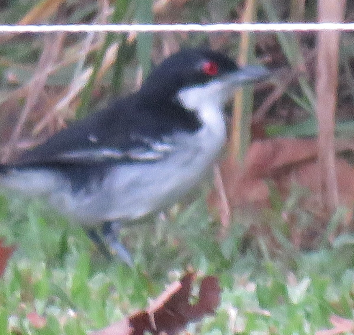 Great Antshrike - ML620490856