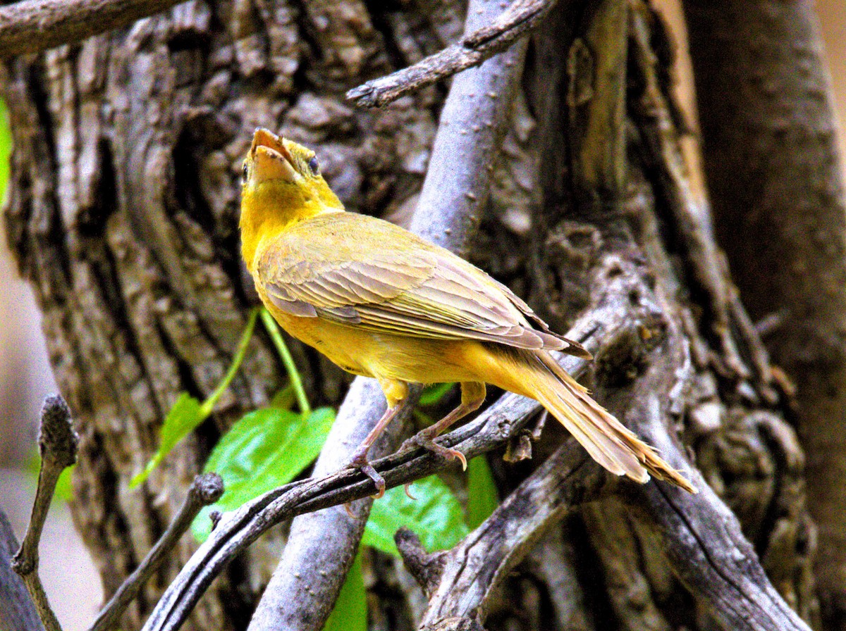 Summer Tanager - ML620490863