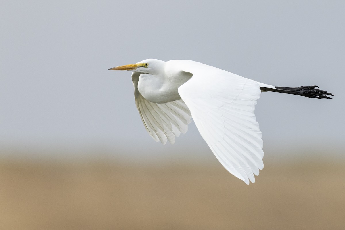 Great Egret - ML620490864