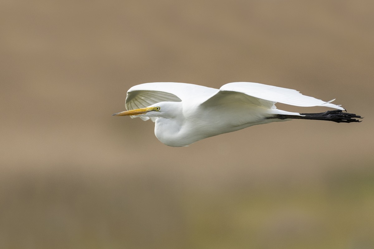 Great Egret - ML620490866