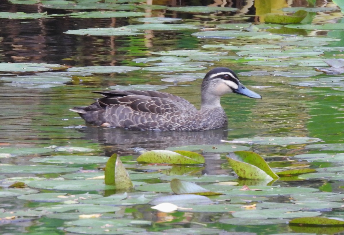 Canard à sourcils - ML620490875