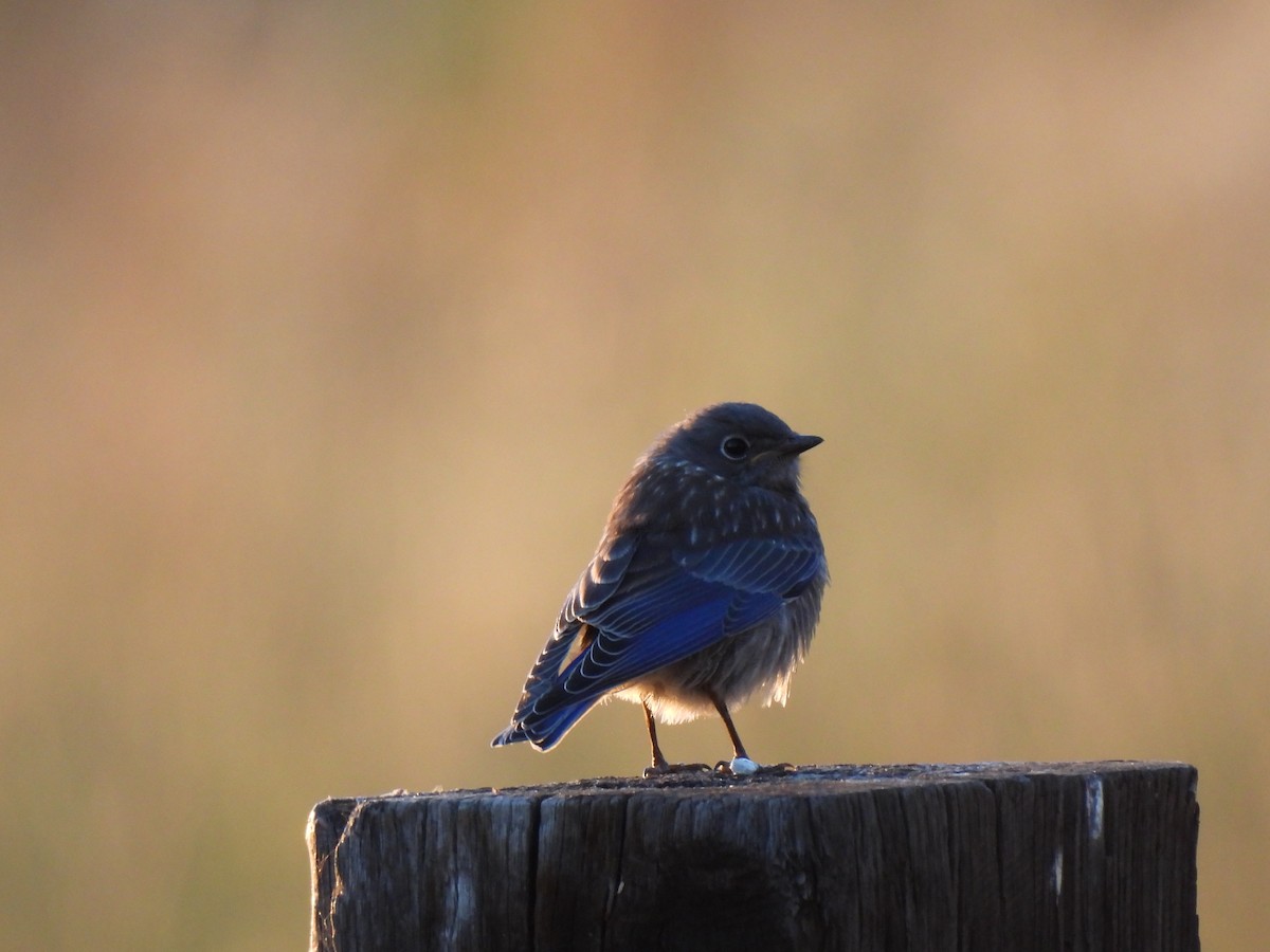 Western Bluebird - ML620490878