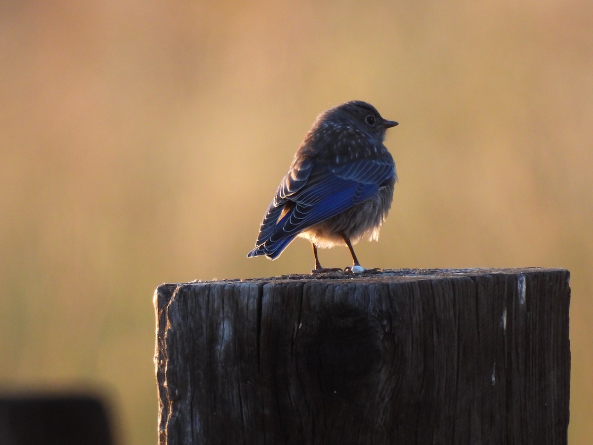 Western Bluebird - ML620490879