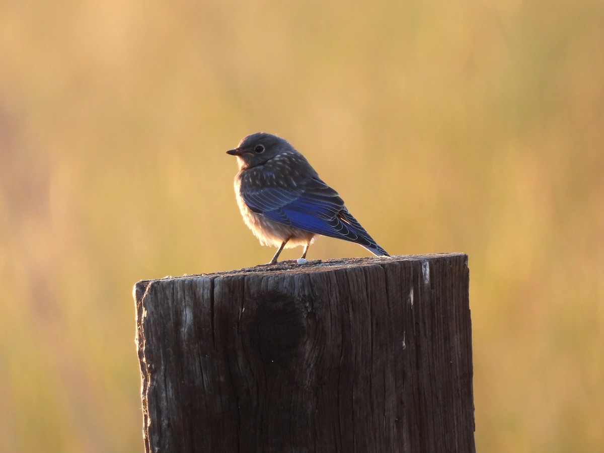 Western Bluebird - ML620490881