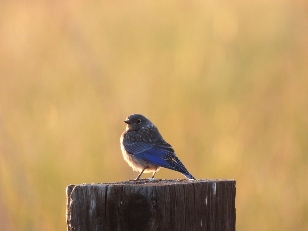 Western Bluebird - ML620490882