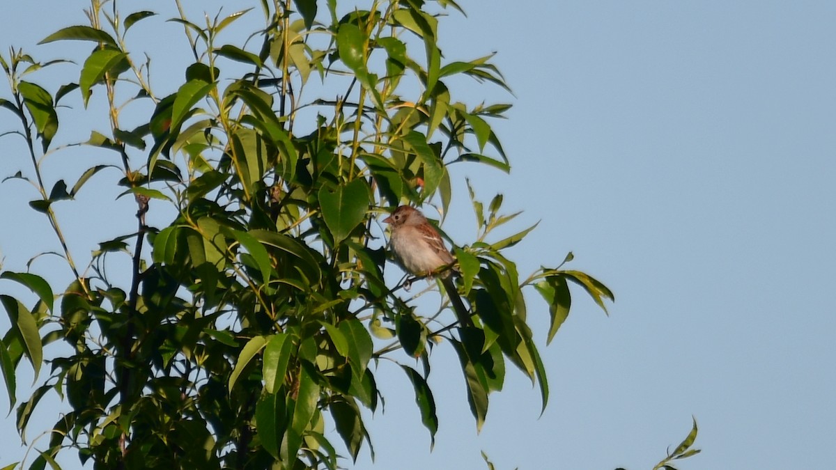 Field Sparrow - ML620490897