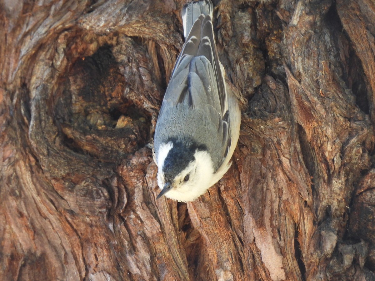 White-breasted Nuthatch - ML620490904