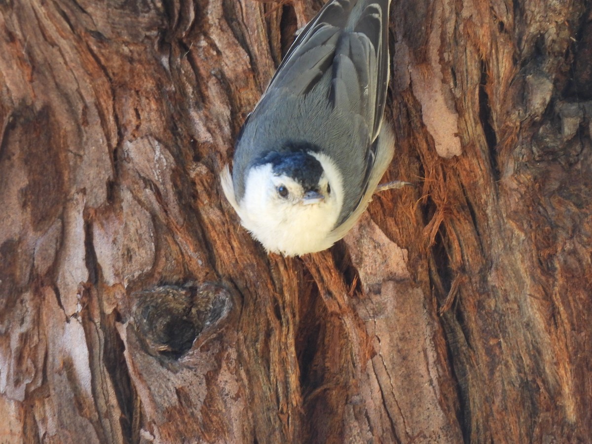 White-breasted Nuthatch - ML620490905