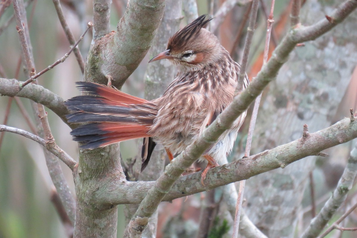 Lark-like Brushrunner - ML620490906