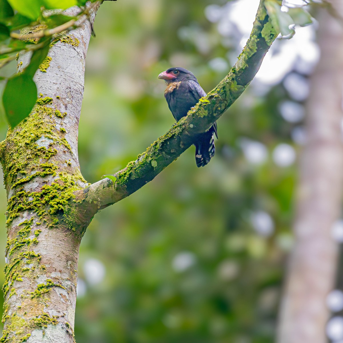 Dusky Broadbill - ML620490907