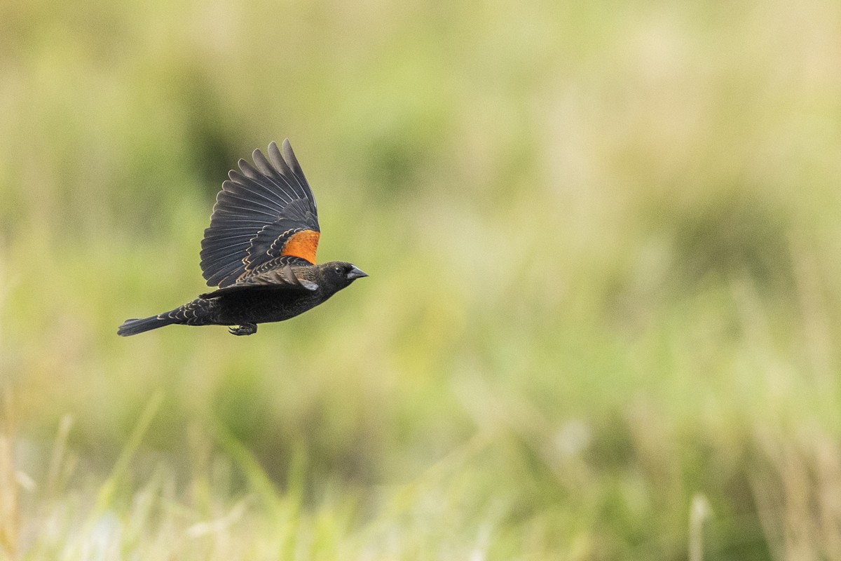 Red-winged Blackbird (California Bicolored) - ML620490910