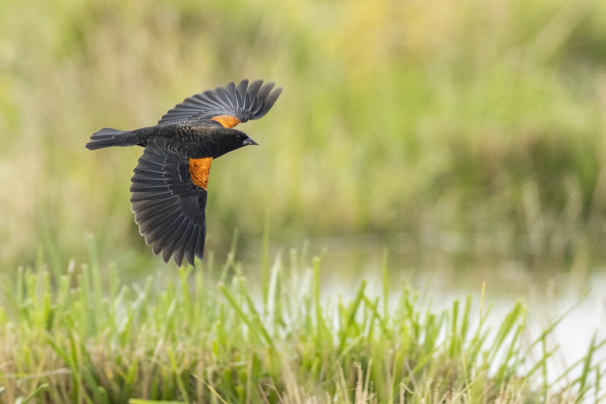 Red-winged Blackbird (California Bicolored) - Michael Stubblefield