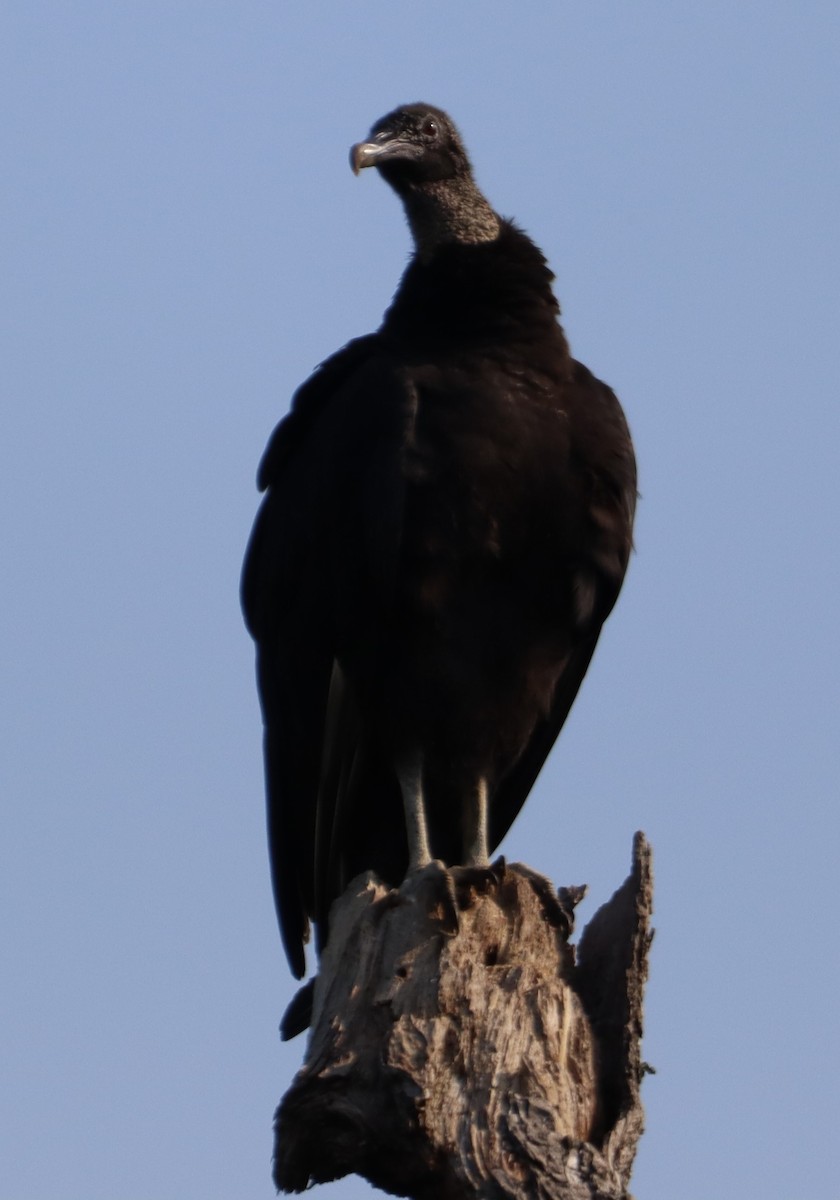 Black Vulture - ML620490915