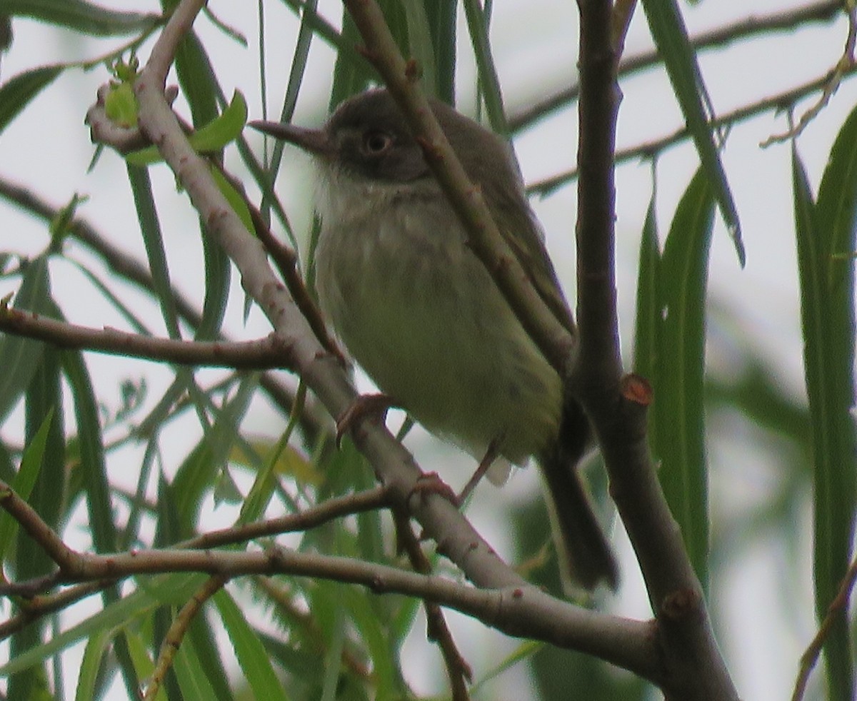 Pearly-vented Tody-Tyrant - ML620490917