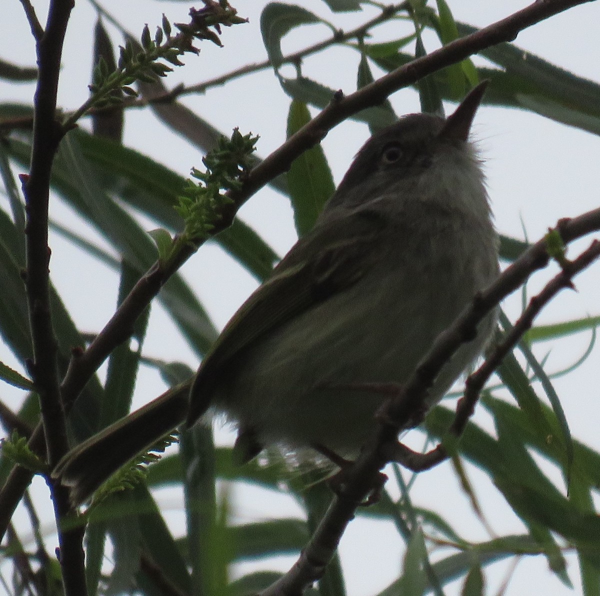 Pearly-vented Tody-Tyrant - ML620490918